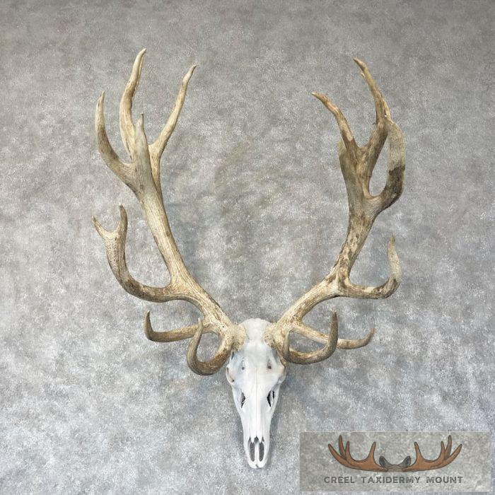Red Deer Stag Skull European Taxidermy Mount For Sale