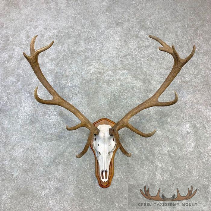 Red Deer Stag Skull European Plaque Taxidermy Mount For Sale