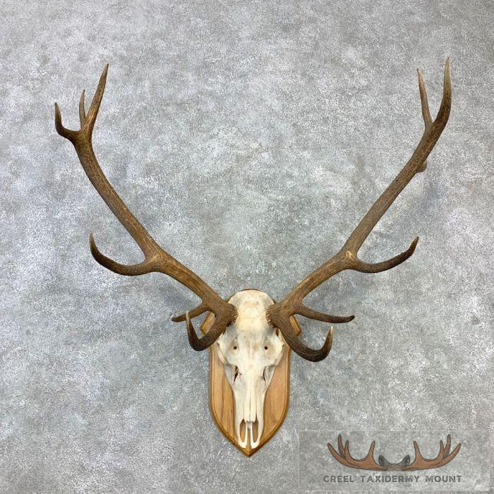 Red Deer Stag Skull European Plaque Taxidermy Mount For Sale