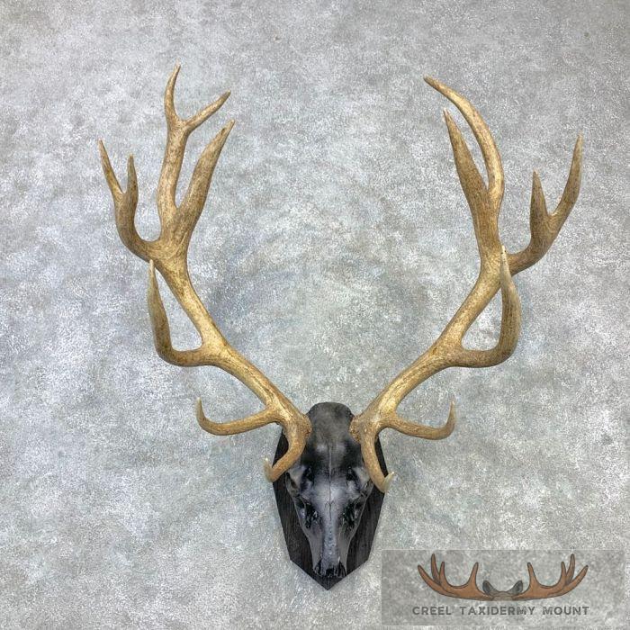 Red Deer Stag Skull European Plaque Taxidermy Mount For Sale