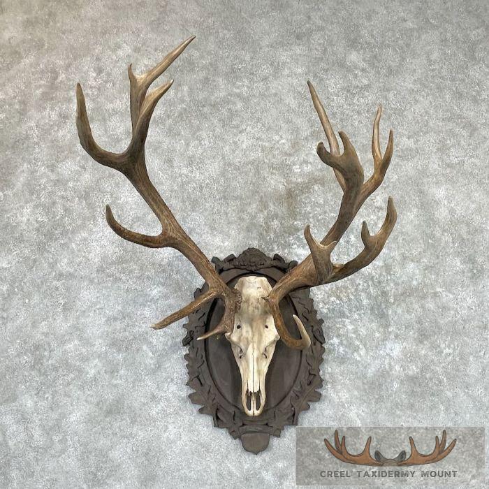 Red Deer Stag Skull Plaque Mount For Sale