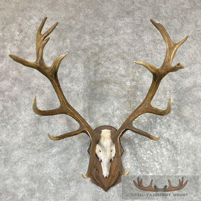 Red Deer Stag Skull Plaque Mount For Sale