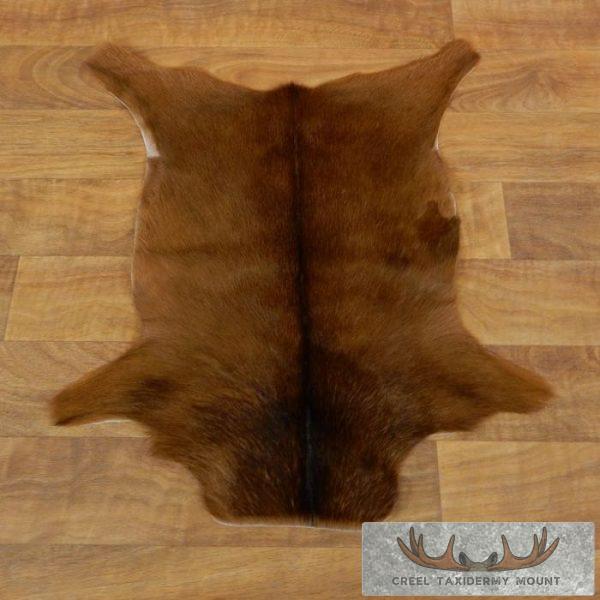 Natal Red Duiker Tanned Hide For Sale