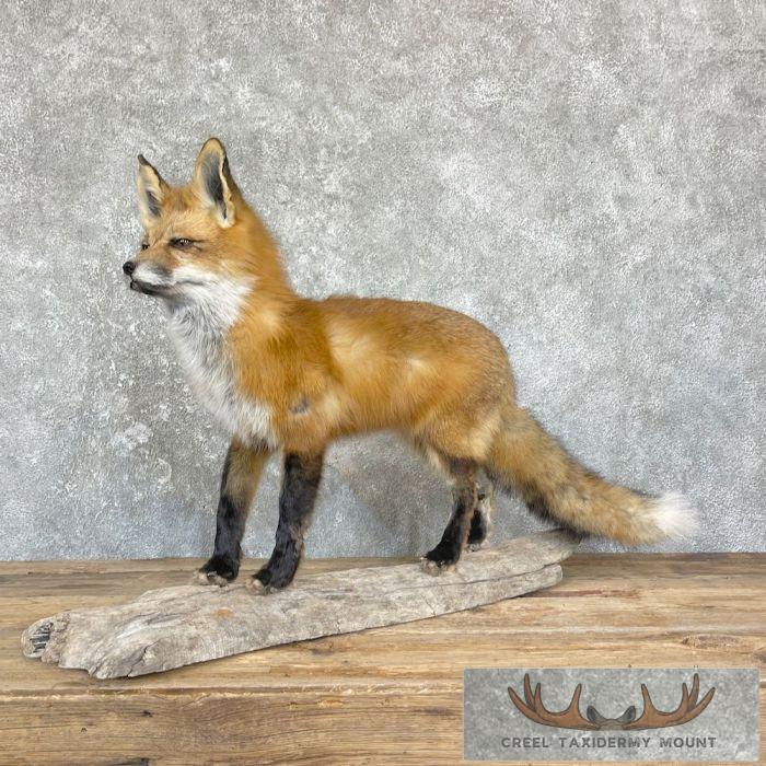 Red Fox Life-Size Taxidermy Mount For Sale