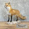 Red Fox Life-Size Taxidermy Mount For Sale