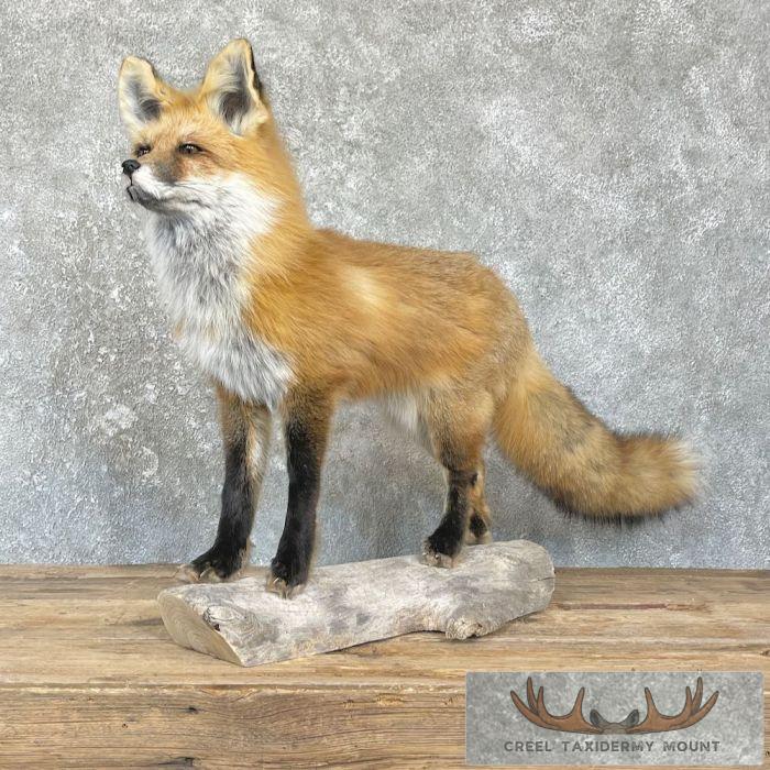 Red Fox Life-Size Taxidermy Mount For Sale