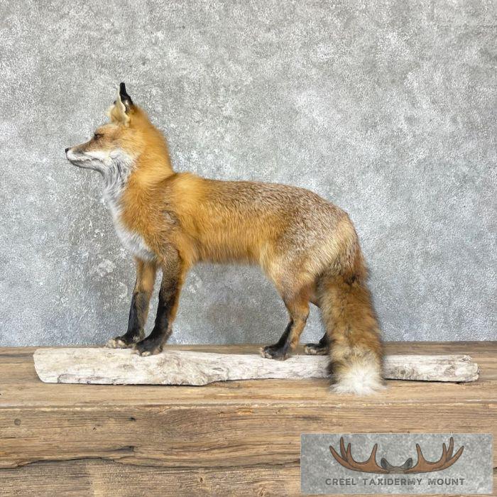 Red Fox Life-Size Taxidermy Mount For Sale