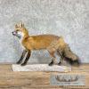 Red Fox Life-Size Taxidermy Mount For Sale