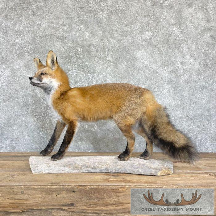 Red Fox Life-Size Taxidermy Mount For Sale