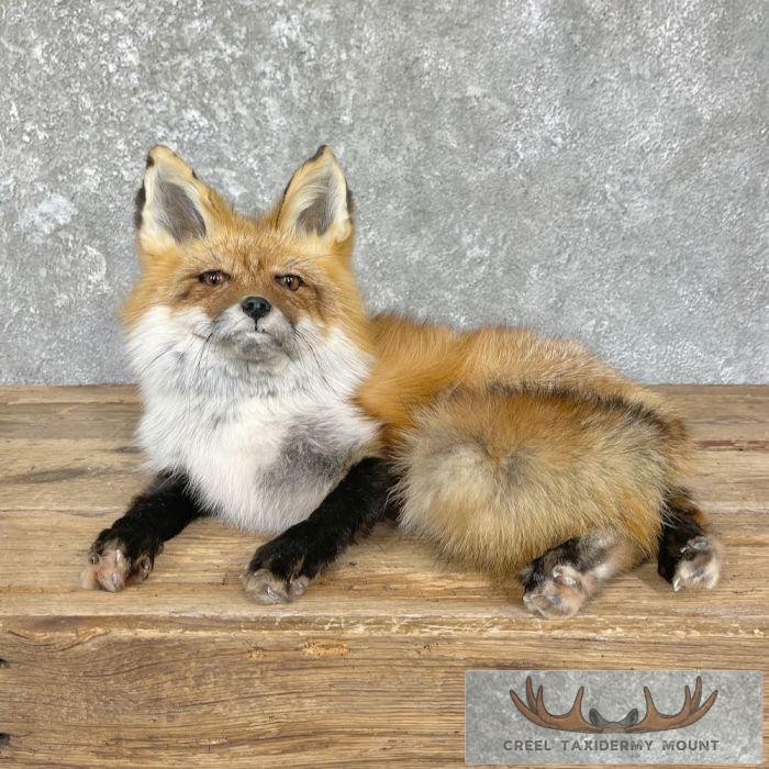 Red Fox Life-Size Taxidermy Mount For Sale