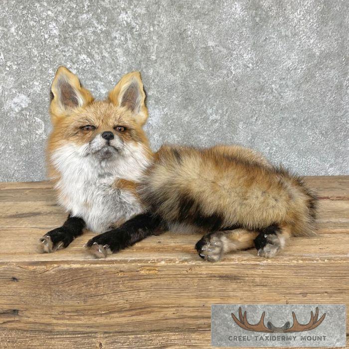 Red Fox Life-Size Taxidermy Mount For Sale