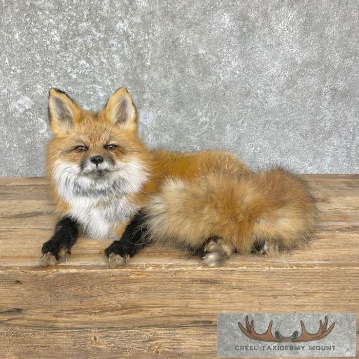 Red Fox Life-Size Taxidermy Mount For Sale