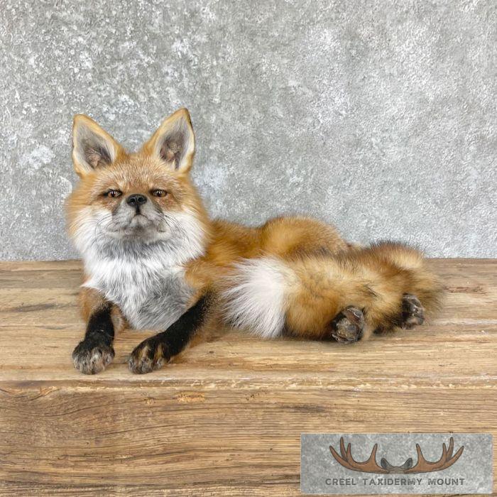 Red Fox Life-Size Taxidermy Mount For Sale