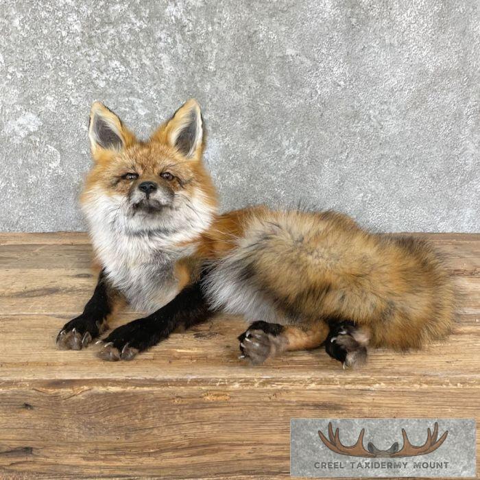 Red Fox Life-Size Taxidermy Mount For Sale