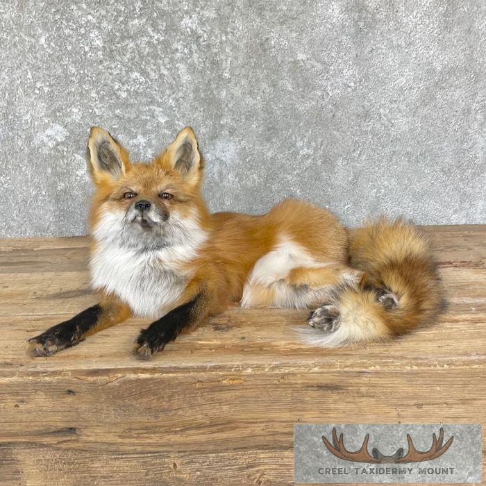 Red Fox Life-Size Taxidermy Mount For Sale