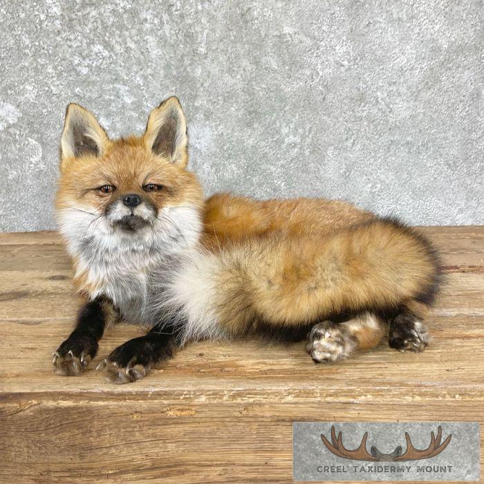 Red Fox Life-Size Taxidermy Mount For Sale