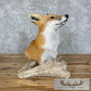 Red Fox Pedestal Taxidermy Mount Taxidermy