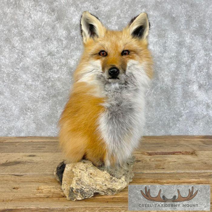 Red Fox Pedestal Taxidermy Mount For Sale