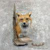 Red Fox Shoulder Taxidermy Mount For Sale