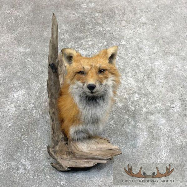 Red Fox Shoulder Taxidermy Mount For Sale