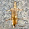 Red Fox Tanned Hide Taxidermy For Sale