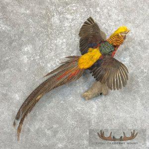 Golden Pheasant Taxidermy Bird Mount Taxidermy