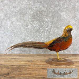 Red Golden Pheasant Taxidermy Bird Mount Taxidermy