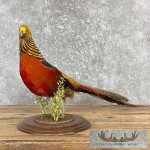 Golden Pheasant Taxidermy Bird Mount Taxidermy