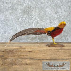 Red Golden Pheasant Taxidermy Bird Mount Taxidermy