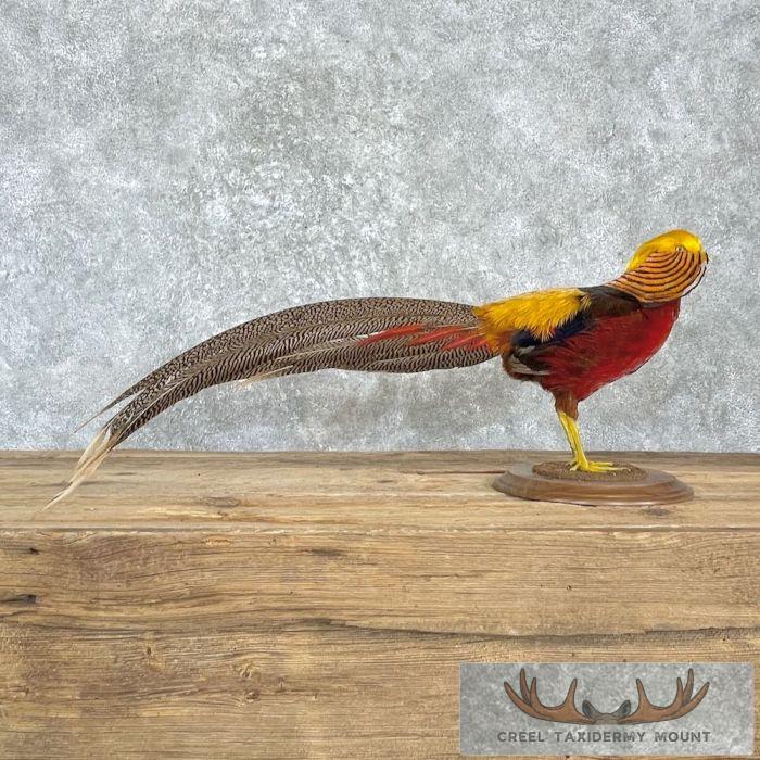 Red Golden Pheasant Taxidermy Bird Mount For Sale