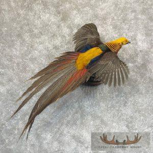 Red Golden Pheasant Taxidermy Mount Taxidermy