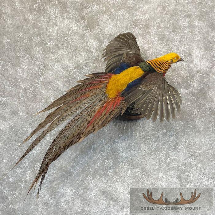 Red Golden Pheasant Taxidermy Mount For Sale