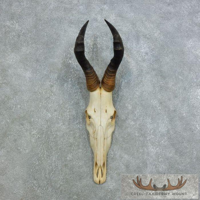 Red Hartebeest Skull & Horn European Taxidermy Mount For Sale
