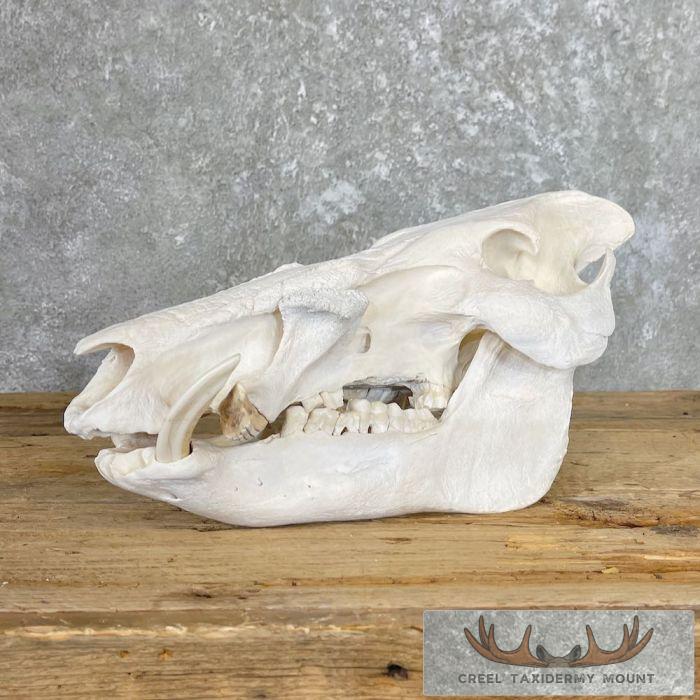 Bushpig Skull Taxidermy Mount For Sale
