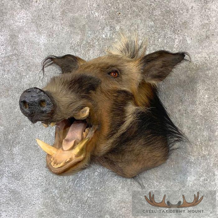 Red River Hog Taxidermy Shoulder Mount For Sale