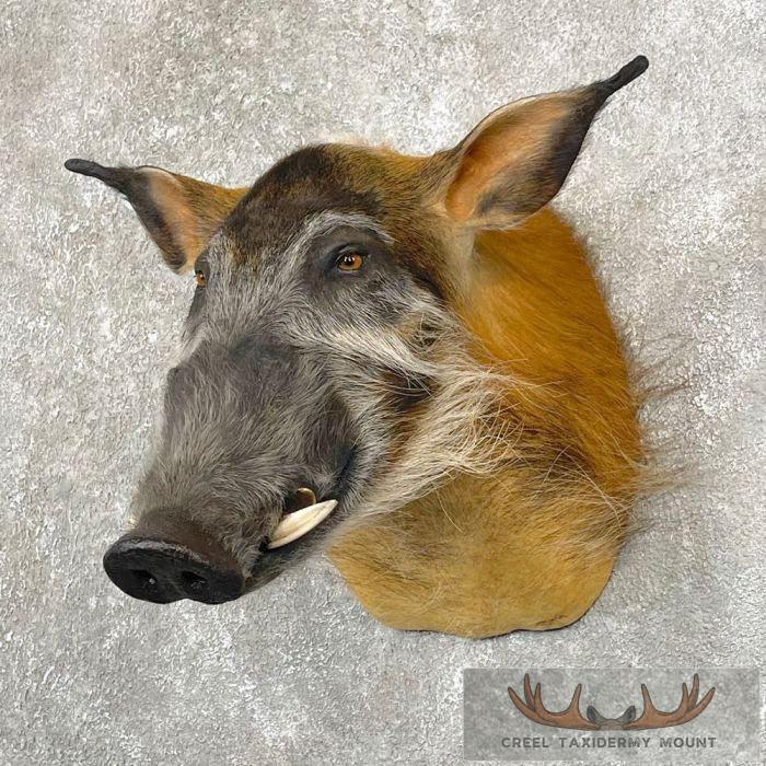 Red River Hog Taxidermy Shoulder Mount For Sale