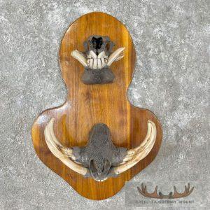 Red River Hog & Warthog Display Taxidermy