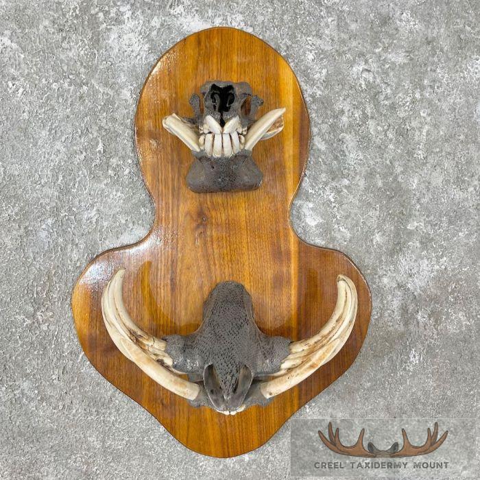 Red River Hog & Warthog Display For Sale