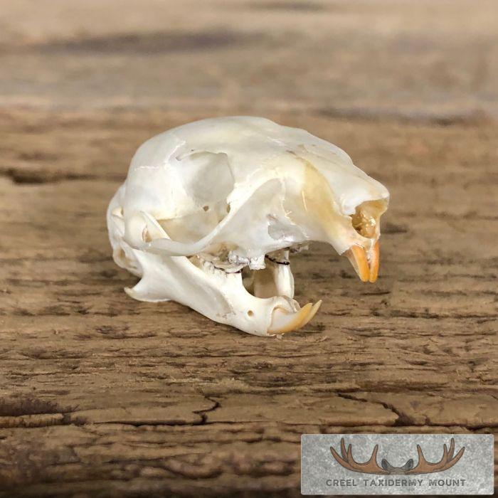 Red Squirrel Full Skull Taxidermy Mount For Sale