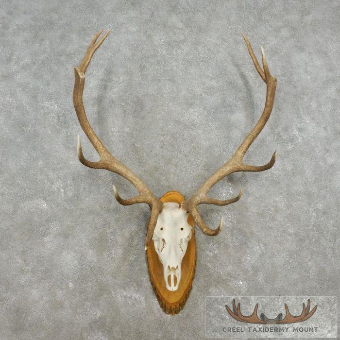 Red Deer Stag Skull European Taxidermy Mount For Sale