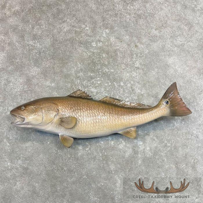 Redfish Taxidermy Fish Mount For Sale