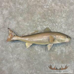 Redfish Taxidermy Fish Mount Taxidermy
