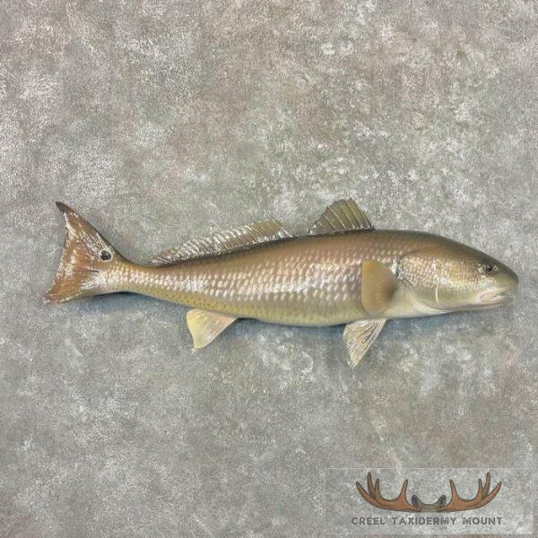 Redfish Taxidermy Fish Mount For Sale