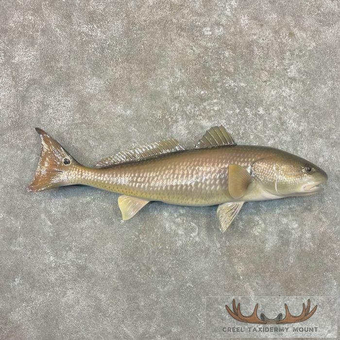 Redfish Taxidermy Fish Mount For Sale
