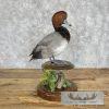 Redhead Duck Taxidermy Bird Mount For Sale