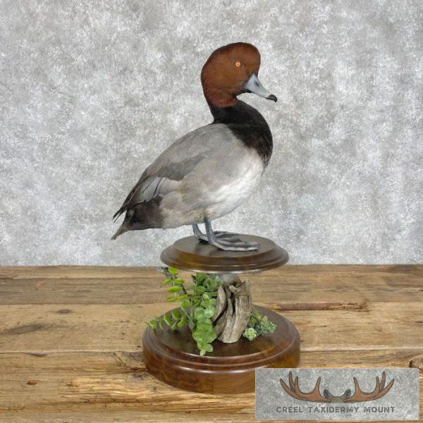 Redhead Duck Taxidermy Bird Mount For Sale