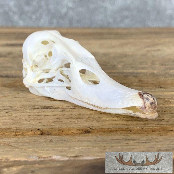 Redhead Duck Skull For Sale