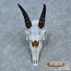 Reedbuck Skull & Horn European Taxidermy Mount Taxidermy