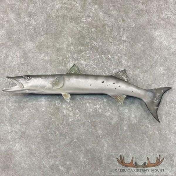 Barracuda Taxidermy Fish Mount For Sale