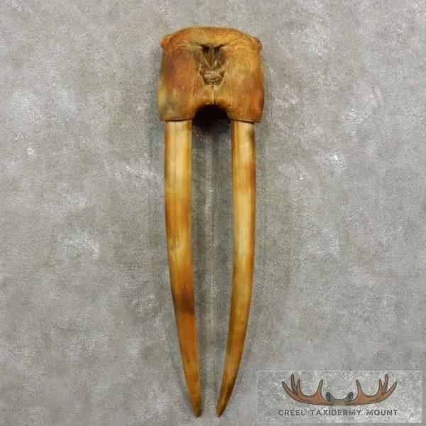 Fossilized Walrus Replica Skull & Tusk Taxidermy Mount For Sale